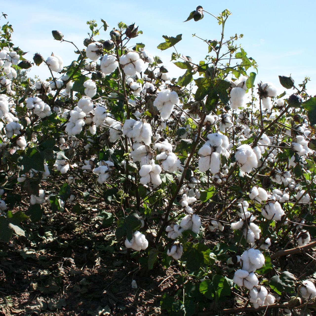 Georgia cotton farmers: U.S. Trust Protocol wants you!